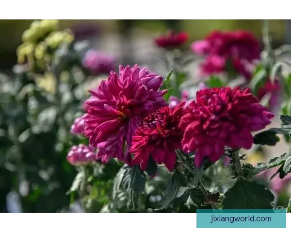 吉祥坊真人娱乐带你体验最真实的线上游戏盛宴尽享无限乐趣